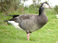 Barnacle Goose x Greylag Goose hybrid